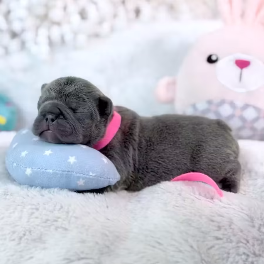 Female Blue DOB 04.12.2026 | French bulldog puppy