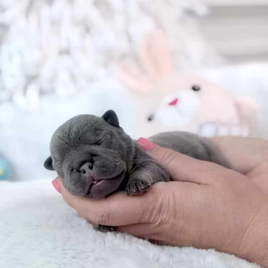 Female Blue Tan DOB 04.12.2026 | French bulldog puppy