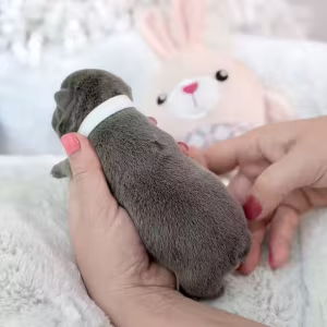Female Blue Tan DOB 04.12.2026 | French bulldog puppy