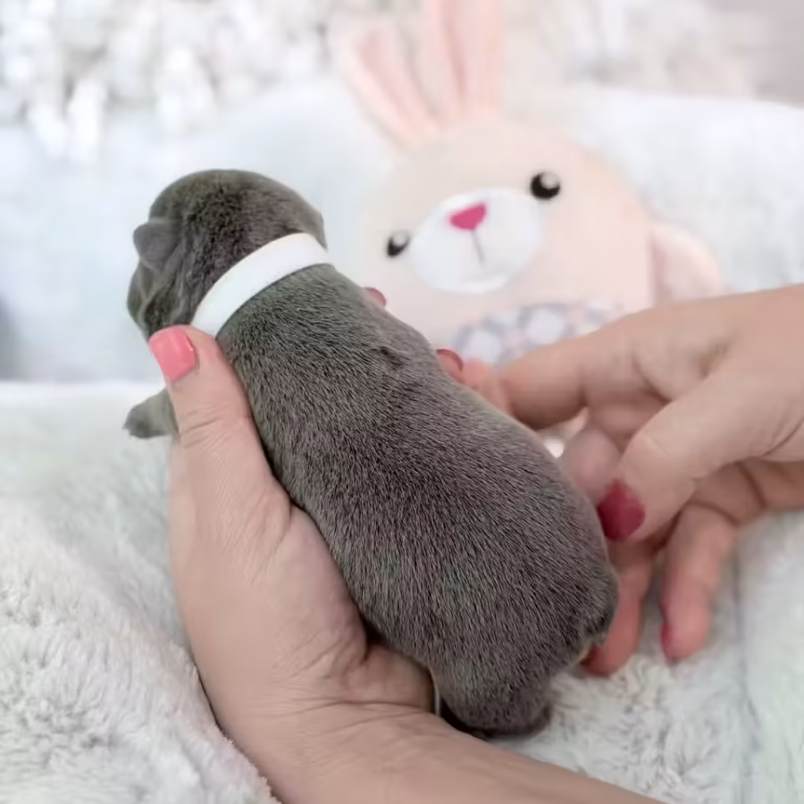 Female Blue Tan DOB 04.12.2026 | French bulldog puppy