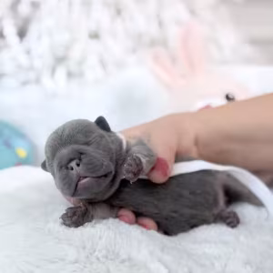 Female Blue Tan DOB 04.12.2026 | French bulldog puppy