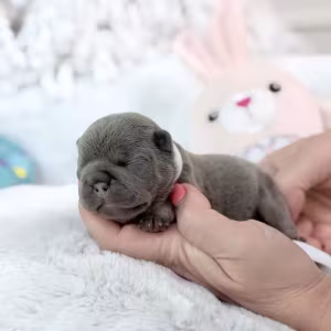 Female Blue Tan DOB 04.12.2026 | French bulldog puppy