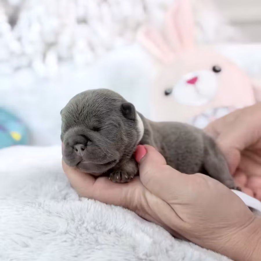 Female Blue Tan DOB 04.12.2026 | French bulldog puppy