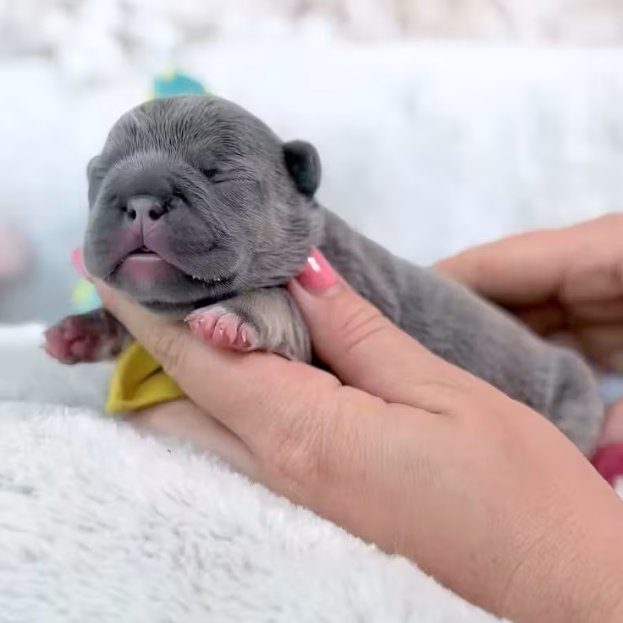 Female Blue Tan DOB 04.12.2026 | French bulldog puppy