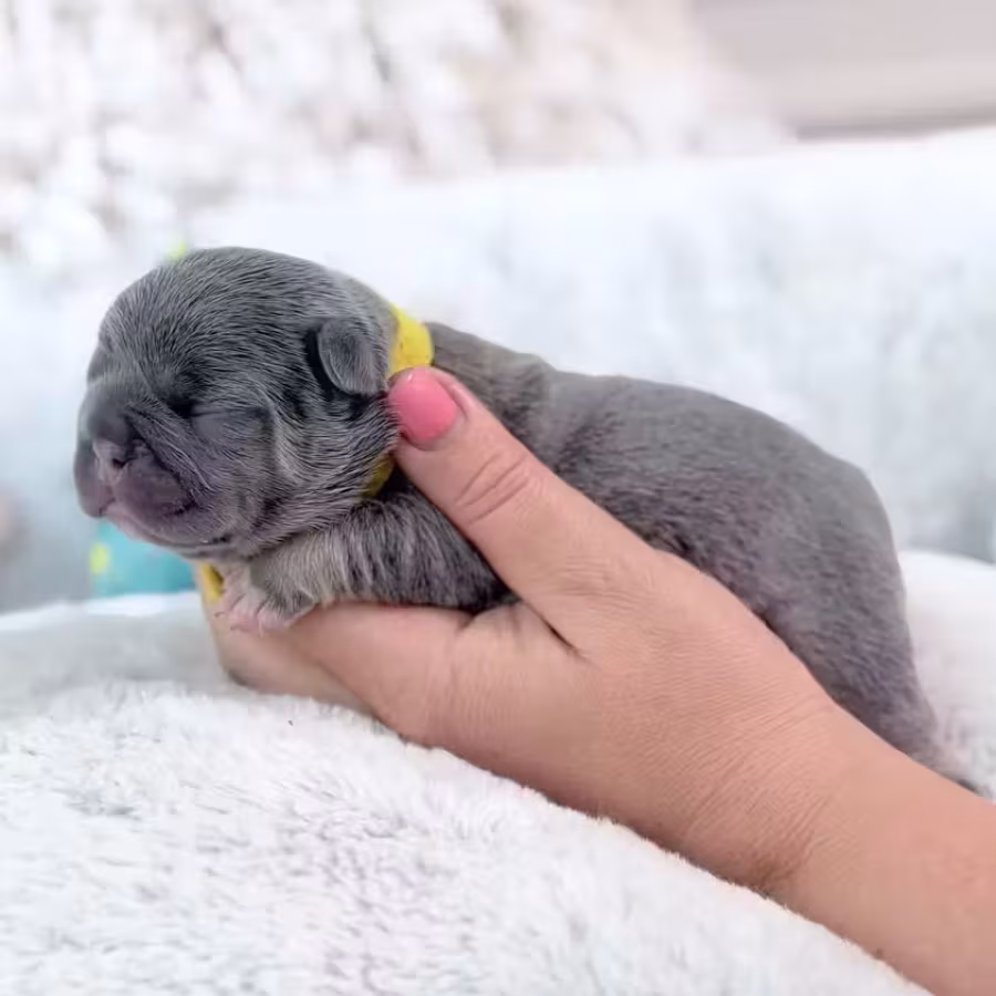 Female Blue Tan DOB 04.12.2026 | French bulldog puppy