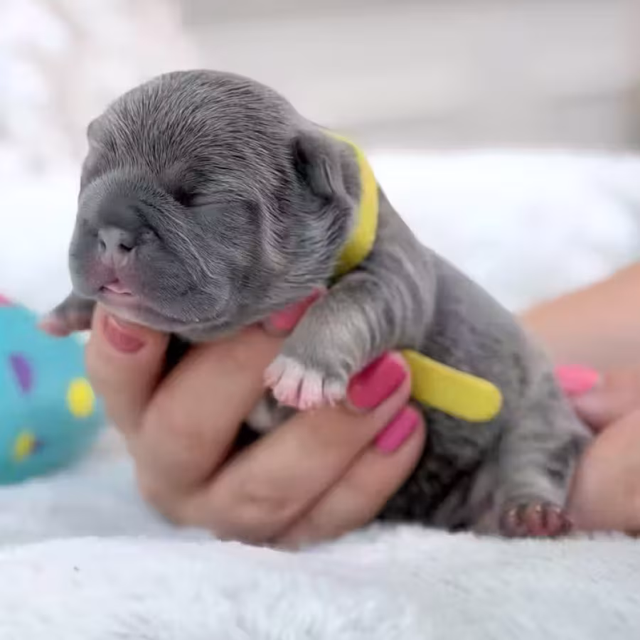 Female Blue Tan DOB 04.12.2026 | French bulldog puppy