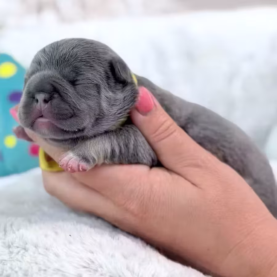 Female Blue Tan DOB 04.12.2026 | French bulldog puppy