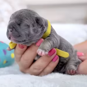 Female Blue Tan DOB 04.12.2026 | French bulldog puppy