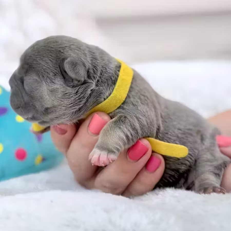 Female Blue Tan DOB 04.12.2026 | French bulldog puppy