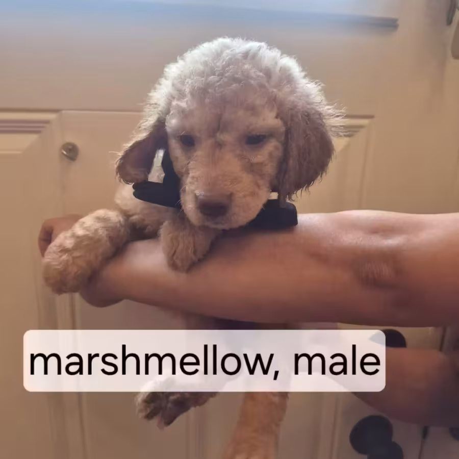goldendoodle puppies