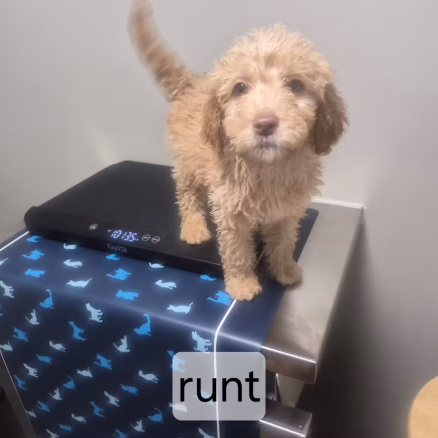 goldendoodle puppies