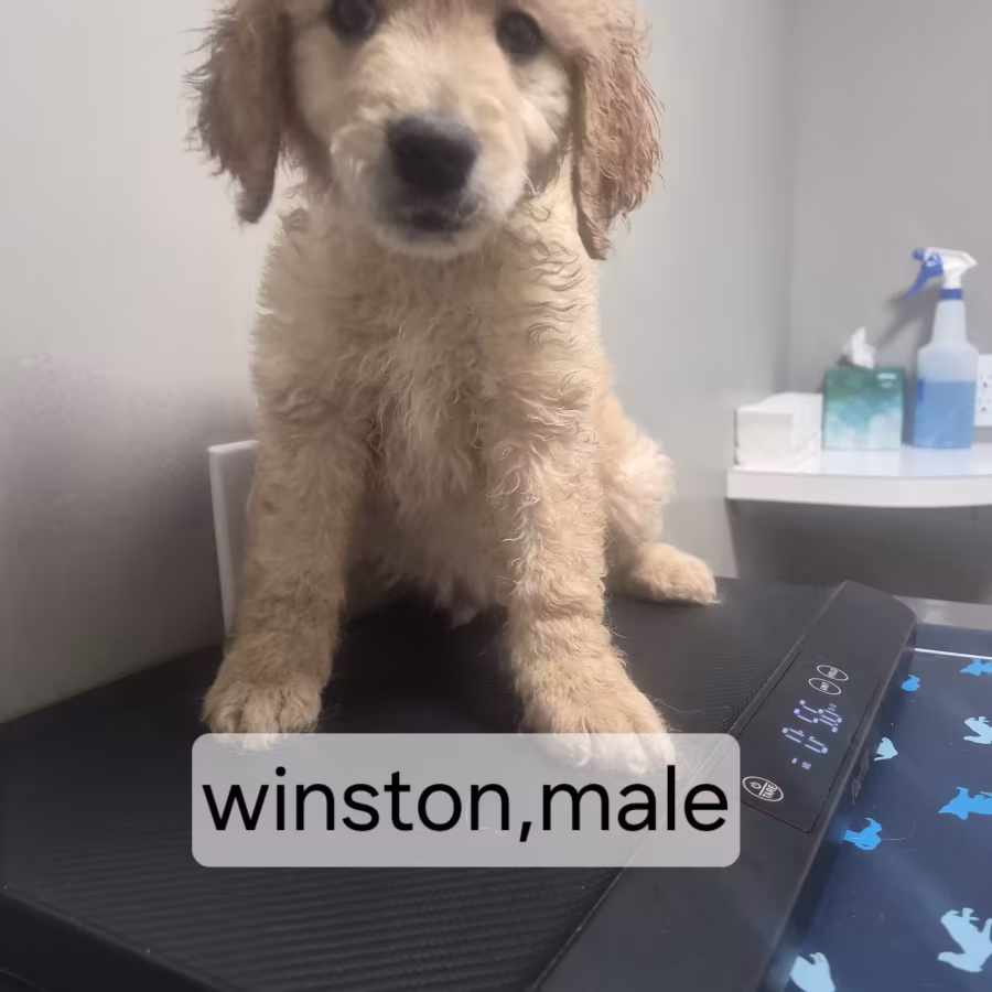 goldendoodle puppies
