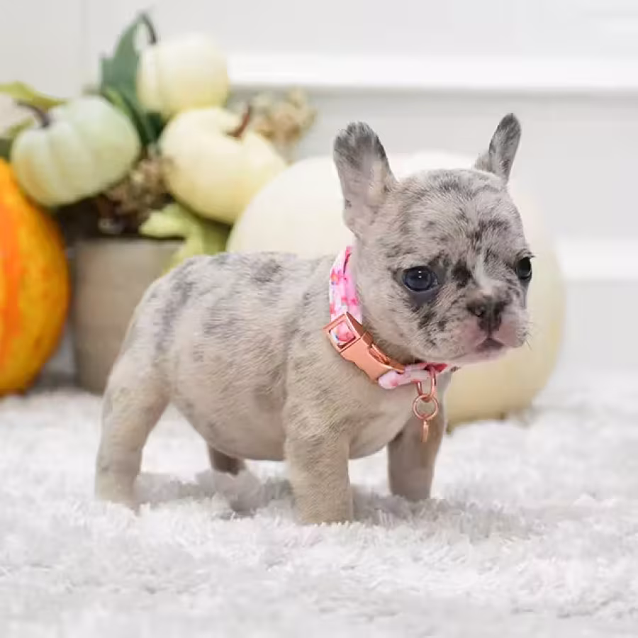Rare Blue Merle French Bulldog Female for Sale in Cumming, Georgia...
