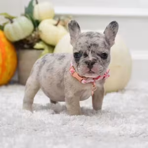 Rare Blue Merle French Bulldog Female for Sale in Cumming, Georgia...