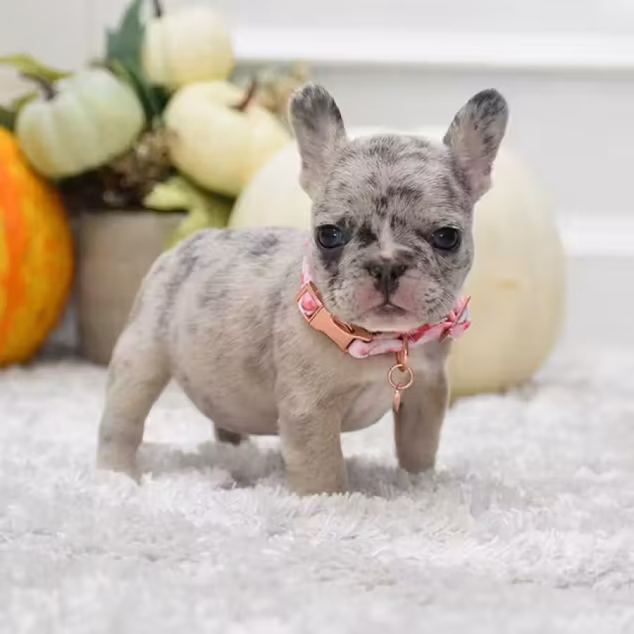 Rare Blue Merle French Bulldog Female for Sale in Cumming, Georgia...