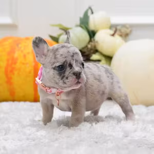 Rare Blue Merle French Bulldog Female for Sale in Cumming, Georgia...