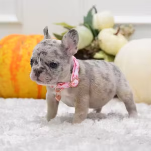 Rare Blue Merle French Bulldog Female for Sale in Cumming, Georgia...