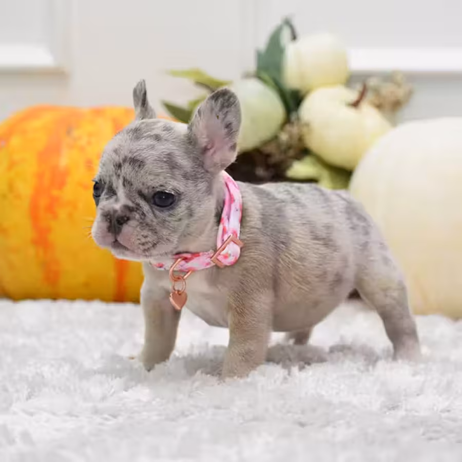 Rare Blue Merle French Bulldog Female for Sale in Cumming, Georgia...