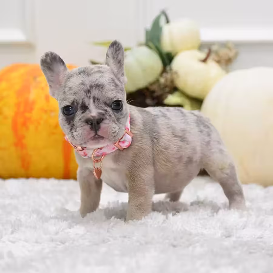 Rare Blue Merle French Bulldog Female for Sale in Cumming, Georgia...