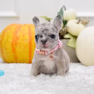 Rare Blue Merle French Bulldog Female for Sale in Cumming, Georgia...