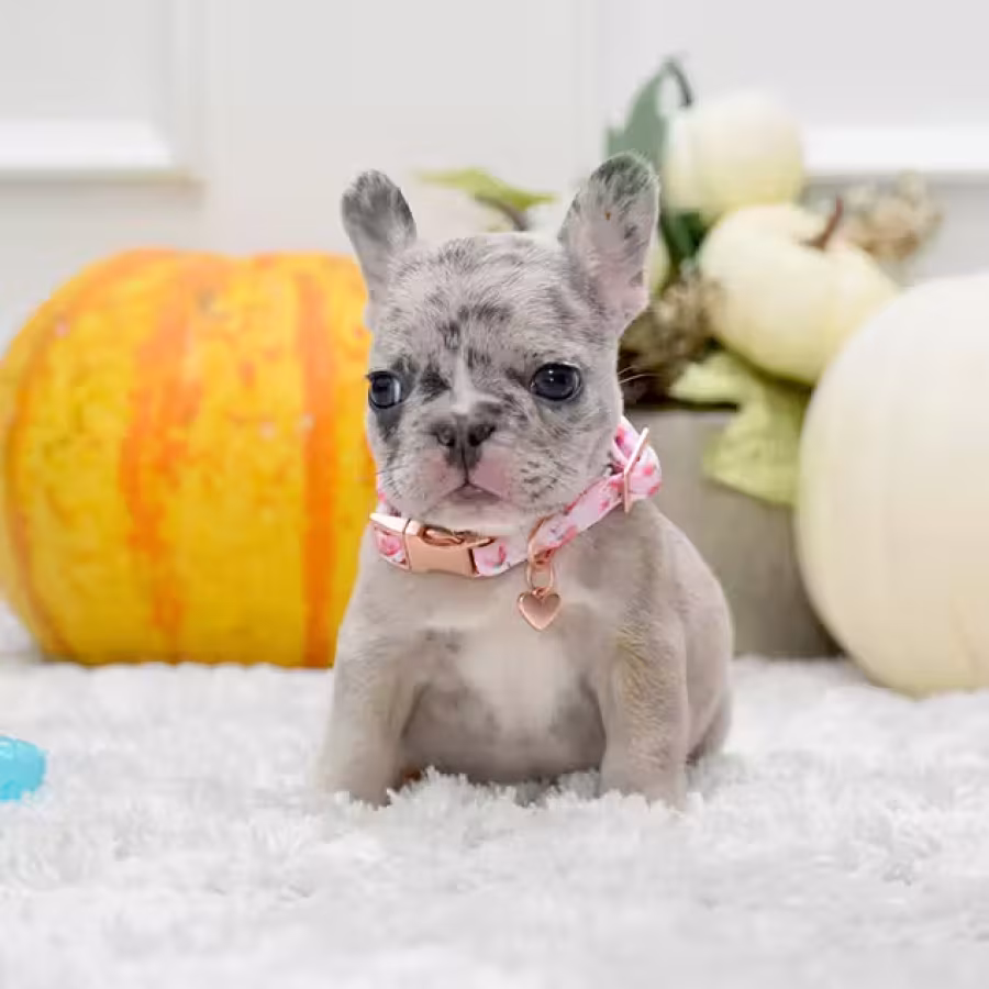 Rare Blue Merle French Bulldog Female for Sale in Cumming, Georgia...
