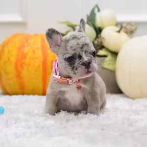 Rare Blue Merle French Bulldog Female for Sale in Cumming, Georgia...