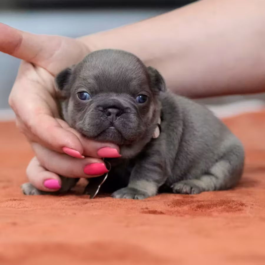 Gorgeous Blue Tan French Bulldog Female — AKC Puppy in Cumming, GA...