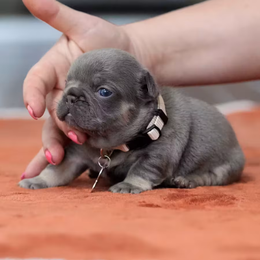 Gorgeous Blue Tan French Bulldog Female — AKC Puppy in Cumming, GA...