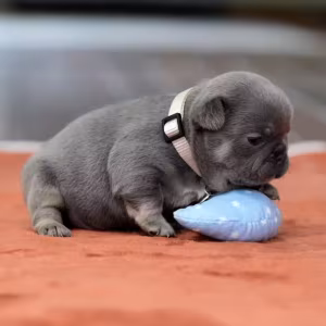Gorgeous Blue Tan French Bulldog Female — AKC Puppy in Cumming, GA...
