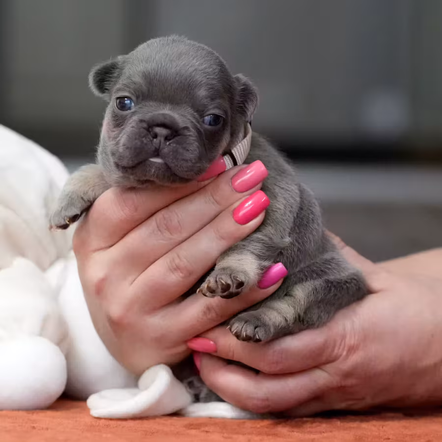 Gorgeous Blue Tan French Bulldog Female — AKC Puppy in Cumming, GA...