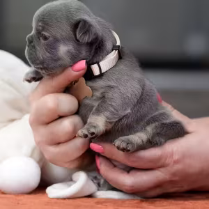 Gorgeous Blue Tan French Bulldog Female — AKC Puppy in Cumming, GA...