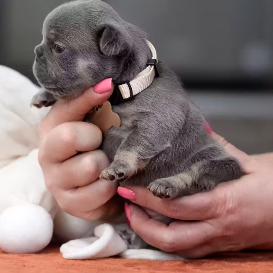 Gorgeous Blue Tan French Bulldog Female — AKC Puppy in Cumming, GA...