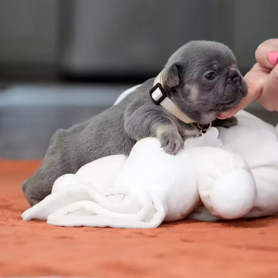 Gorgeous Blue Tan French Bulldog Female — AKC Puppy in Cumming, GA...