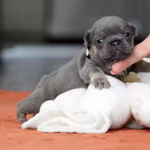 Gorgeous Blue Tan French Bulldog Female — AKC Puppy in Cumming, GA...