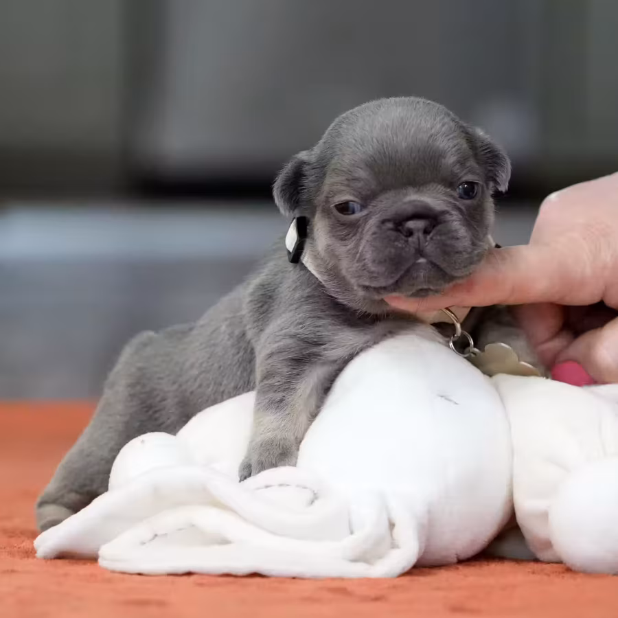 Gorgeous Blue Tan French Bulldog Female — AKC Puppy in Cumming, GA...