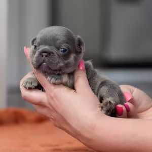 Gorgeous Blue Tan French Bulldog Female — AKC Puppy in Cumming, GA...