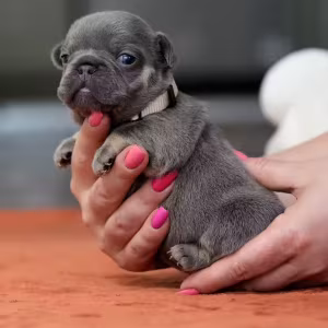 Gorgeous Blue Tan French Bulldog Female — AKC Puppy in Cumming, GA...