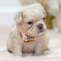 Cream FLUFFY French Bulldog Female for Sale | Rare Long-Haired Frenchie | Ready June 14, 2026