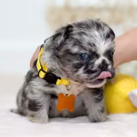 Blue Merle FLUFFY French Bulldog Female for Sale | Rare Long-Haired Merle Frenchie | Ready June 14, 2026