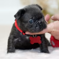 Blue Solid French Bulldog Male for Sale | Rare Solid Blue Frenchie | Ready June 14, 2026