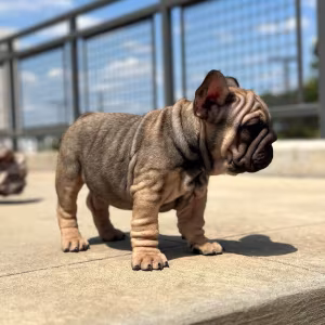 Female Blue Fawn Big Rope