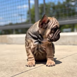 Female Blue Fawn Big Rope