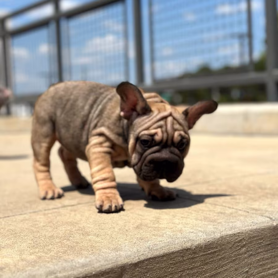 Female Blue Fawn Big Rope