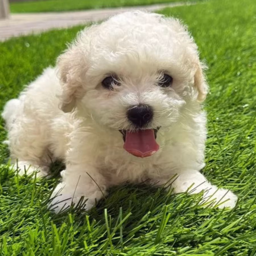 Bichon Frise Puppies for Sale in New York (NY)
