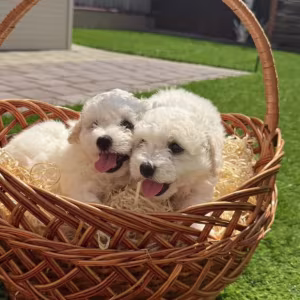 Bichon Frise Puppies for Sale in New York (NY)