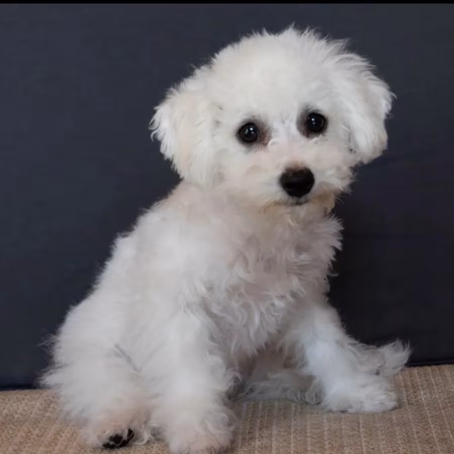 Bichon Frise Puppies Males & Females in San Jose, California (CA)