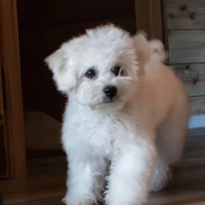 Bichon Frise Puppies Males & Females in San Jose, California (CA)