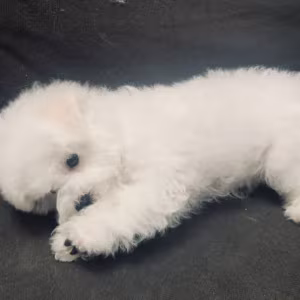 Adorable Bichon Frise Girl Looking for a Home in Manhattan, New Yor...