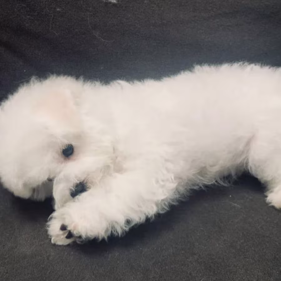Adorable Bichon Frise Girl Looking for a Home in Manhattan, New Yor...
