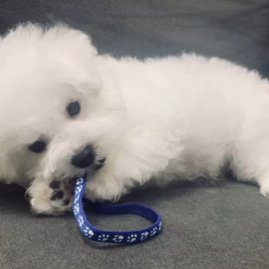 Adorable Bichon Frise Girl Looking for a Home in Manhattan, New Yor...